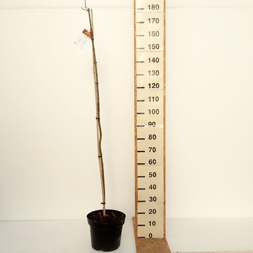Esemplare di Acer platanoides Paldiski - Acero riccio Vaso da 12L/15L, Vaso impalcato come consegnato in autunno