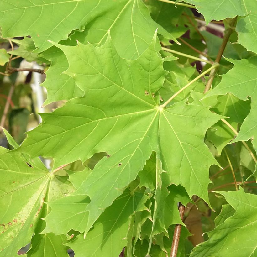 Acer platanoides Princeton Gold - Acero riccio (Fogliame)