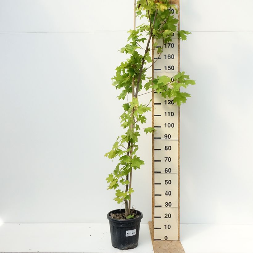 Esemplare di Acer platanoides Princeton Gold - Acero riccio Vaso da 20L/25L, Vaso impalcato consegnato in estate