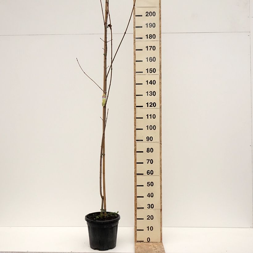 Acer platanoides Princeton Gold - Erable plane Pot de 20L/25L, Tige esemplare consegnato in inverno