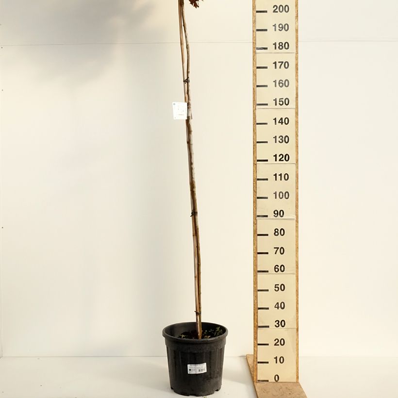 Acer platanoides Purple Globe - Acero riccio Vaso da 20L/25L, Vaso impalcato alto esemplare consegnato in primavera
