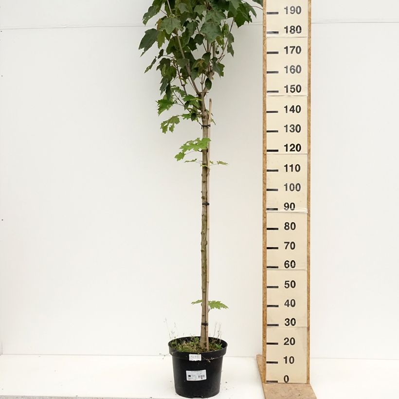 Acer platanoides Stollii - Acero riccio Vaso da 20L/25L, Vaso impalcato esemplare consegnato in primavera