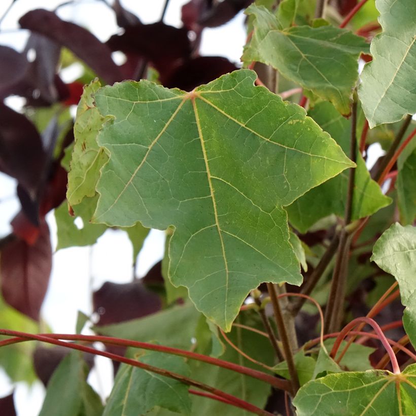 Acer platanoides Stollii - Acero riccio (Fogliame)