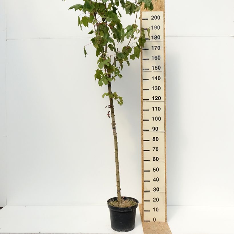 Esemplare di Acer platanoides Stollii - Acero riccio Vaso da 20L/25L, Vaso impalcato consegnato in estate