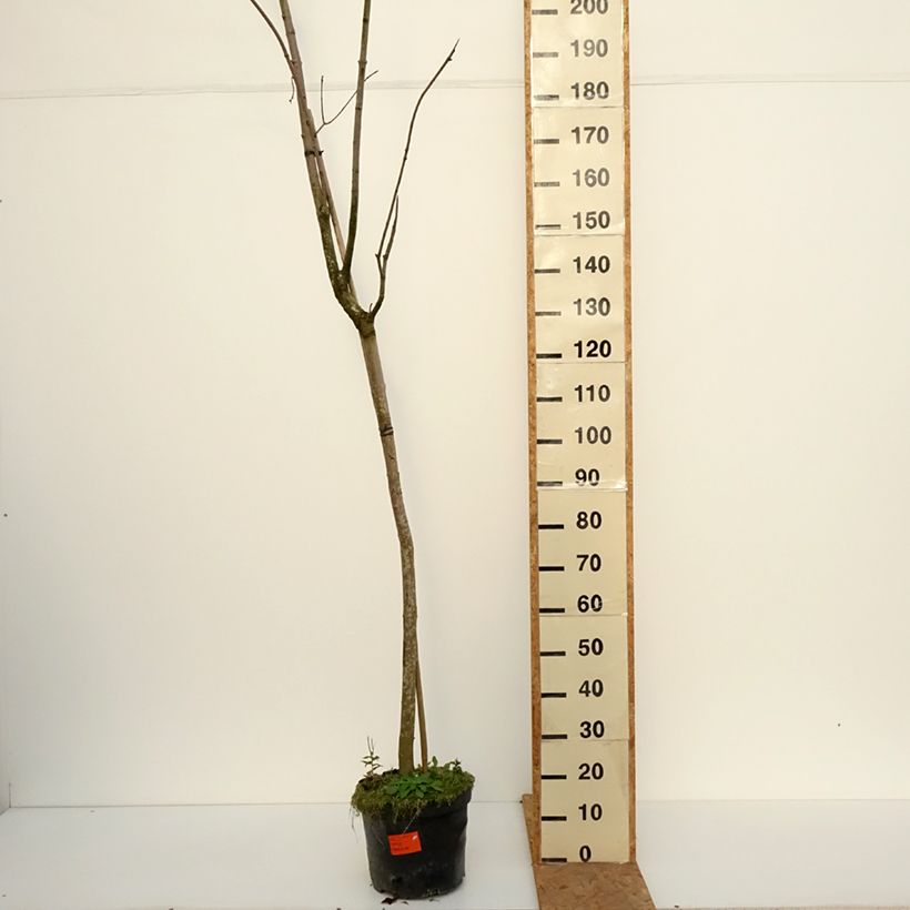 Esemplare di Acer platanoides Tharandt - Acero riccio Vaso da 12L/15L, Vaso impalcato come consegnato in autunno