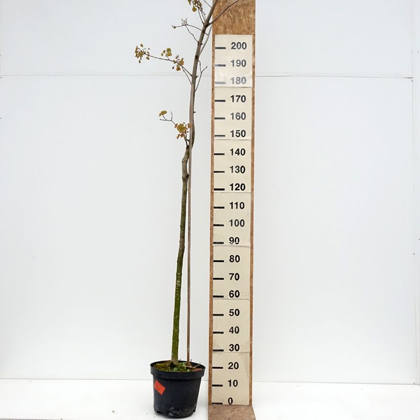 Acer platanoides Tharandt - Acero riccio Vaso da 12L/15L, Vaso impalcato esemplare consegnato in primavera