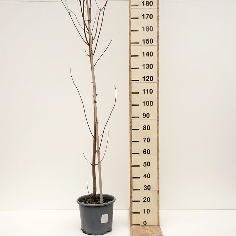Acer rubrum Armstrong - Acero Rosso Vaso da 12L/15L, Astone alto esemplare consegnato in inverno