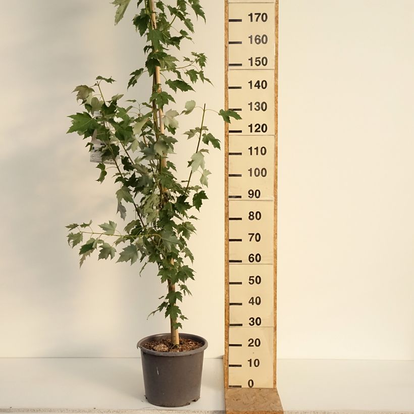 Esemplare di Acer rubrum Armstrong - Acero Rosso Vaso da 12L/15L, Astone alto consegnato in estate