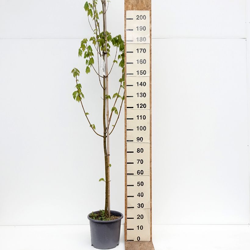 Acer rubrum Armstrong - Acero Rosso Vaso da 12L/15L, Astone alto esemplare consegnato in primavera