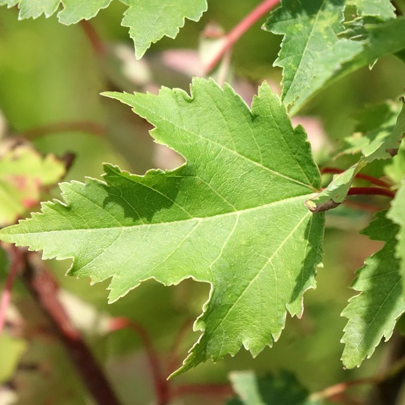 Acer rubrum Armstrong Gold - Acero Rosso (Foliage)