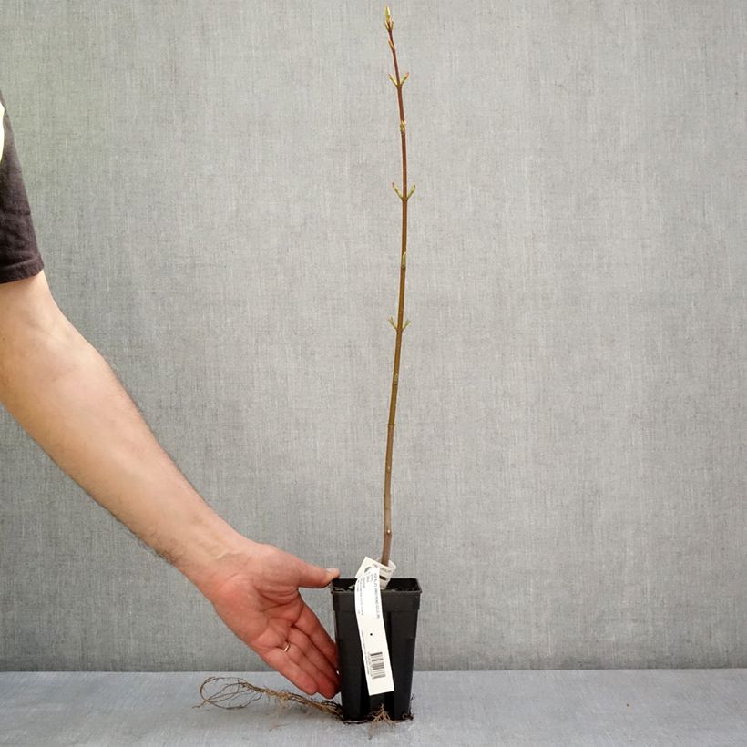 Example of Acer rubrum Armstrong Gold - Acero Rosso Vaso da 1L/1,5L as you get in printemps