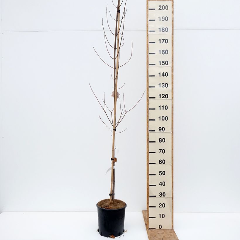 Esemplare di Acer rubrum Fairview Flame - Acero Rosso Vaso da 12L/15L come consegnato in autunno