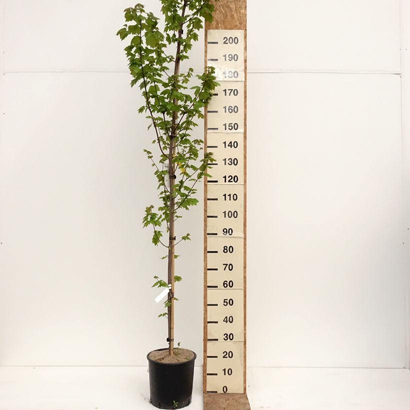 Acer rubrum Fairview Flame - Acero Rosso Vaso da 12L/15L esemplare consegnato in primavera