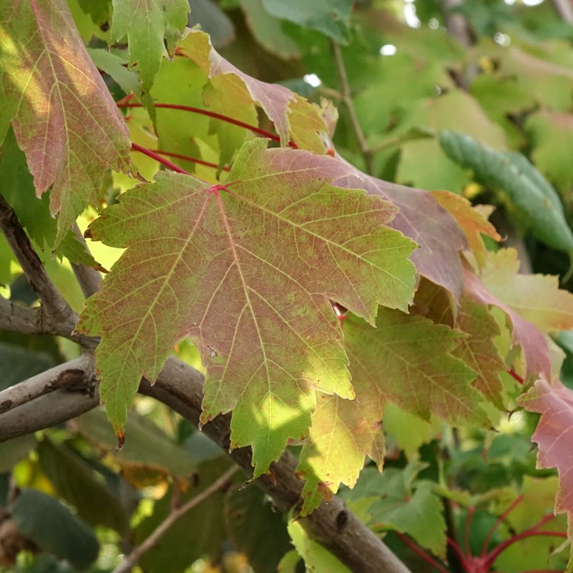 Acer rubrum Sekka - Acero Rosso (Fogliame)