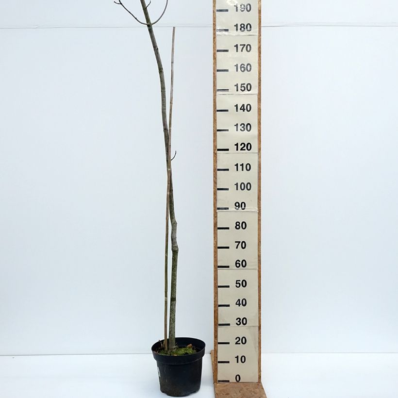 Esemplare di Acer rubrum Sekka - Acero Rosso Vaso da 4L/5L come consegnato in autunno