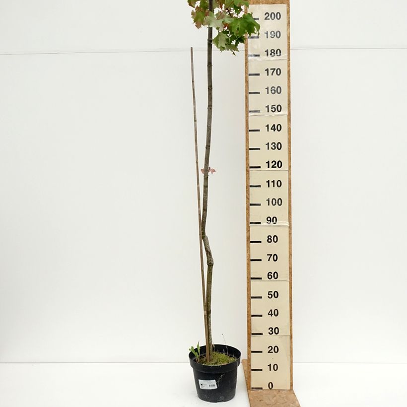 Esemplare di Acer rubrum Sekka - Acero Rosso Vaso da 4L/5L consegnato in estate