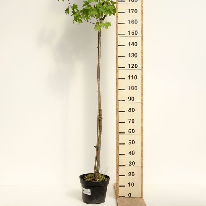 Acer rubrum Sekka - Acero Rosso Vaso da 4L/5L esemplare consegnato in primavera