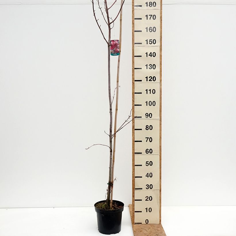 Esemplare di Acer rubrum Somerset - Acero Rosso Vaso da 7,5L/10L come consegnato in autunno
