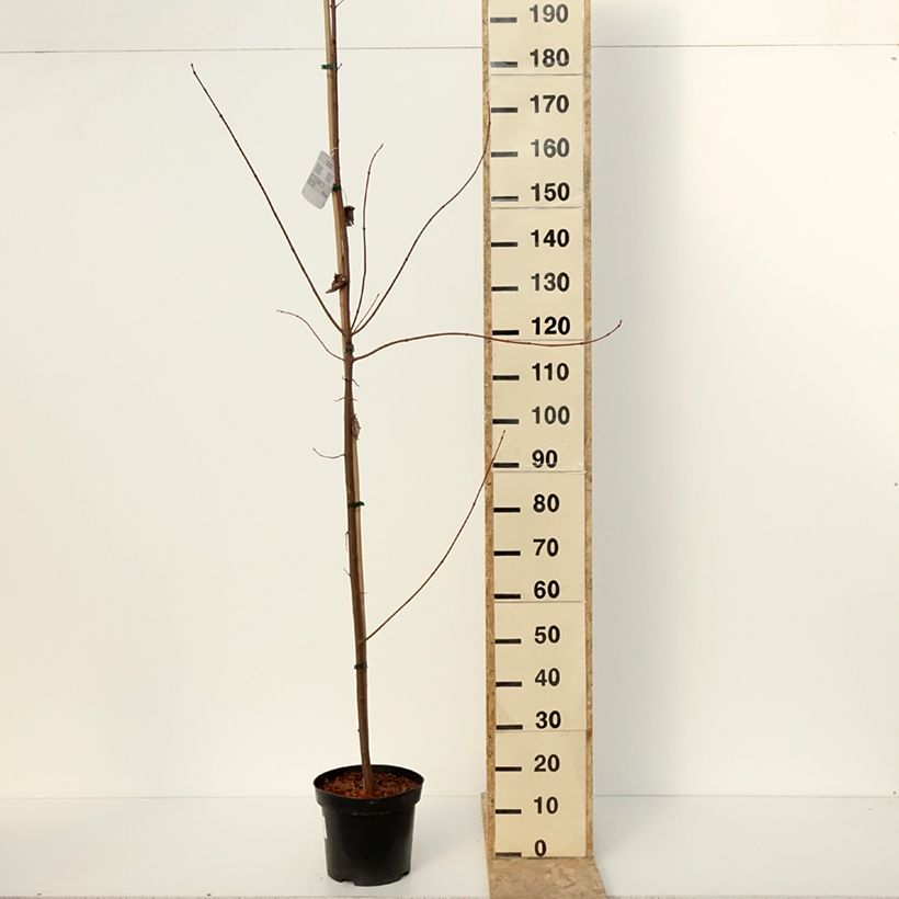 Acer rubrum Somerset - Erable rouge Pot de 7,5L/10L esemplare consegnato in inverno