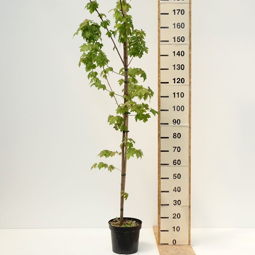 Acer rubrum Somerset - Acero Rosso Vaso da 7,5L/10L esemplare consegnato in primavera