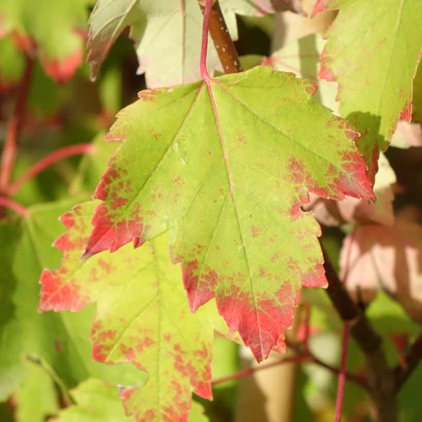 Acer rubrum Sun Valley - Acero Rosso (Fogliame)