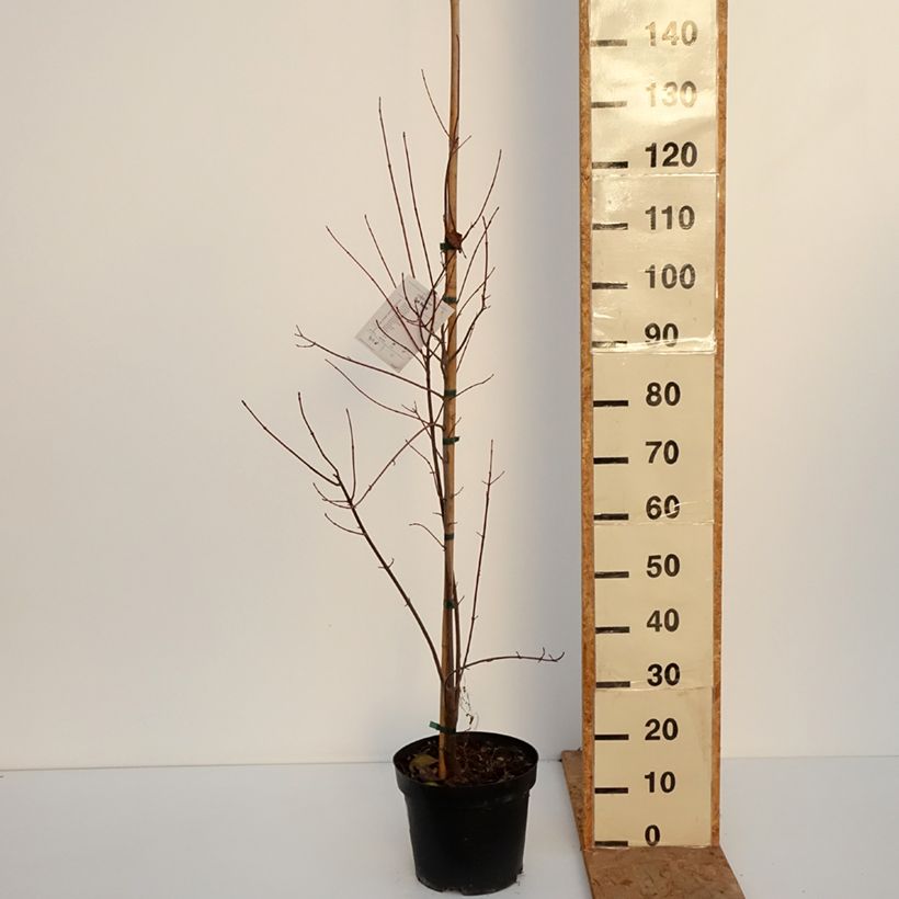 Esemplare di Acer rubrum Sun Valley - Acero Rosso Vaso da 7,5L/10L, Astone alto come consegnato in autunno
