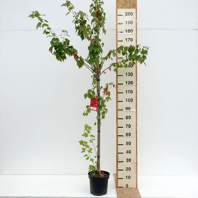 Esemplare di Acer rubrum Sun Valley - Acero Rosso Vaso da 7,5L/10L, Astone alto consegnato in estate