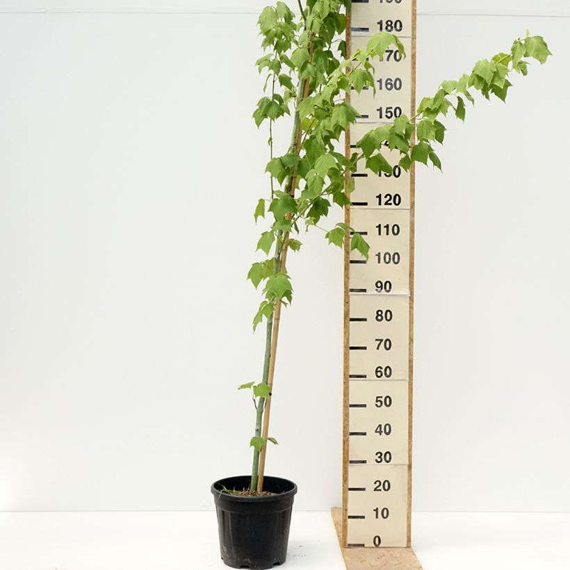 Acer rufinerve Albolibatum - Erable à peau de serpent Vaso da 12L/15L esemplare consegnato in primavera