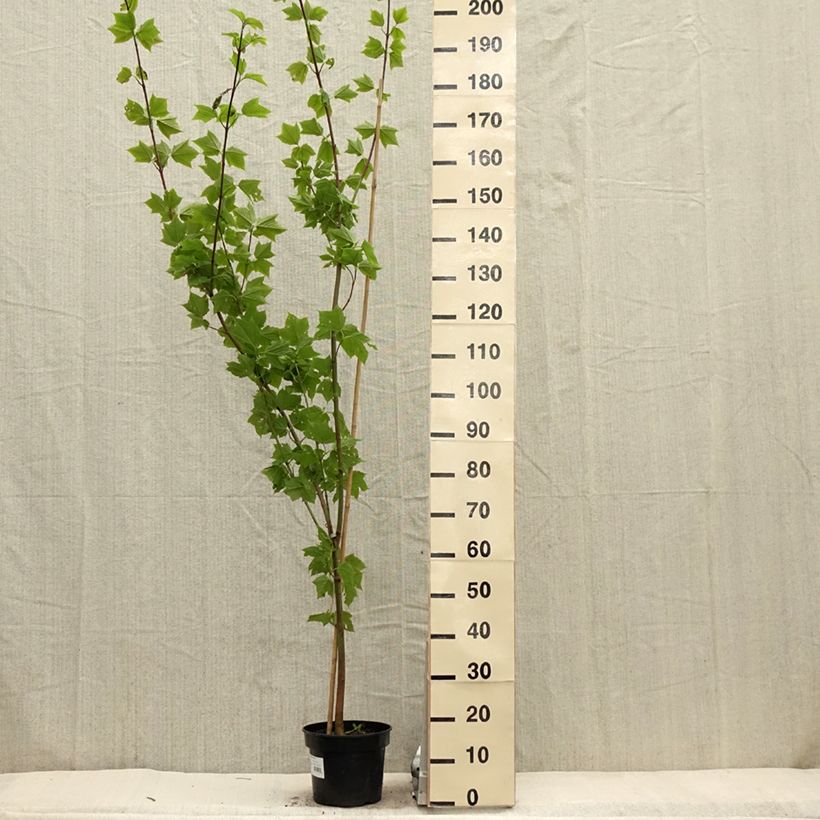 Example of Acer rufinerve - Acero pelle di serpente Vaso da 4L/5L as you get in printemps