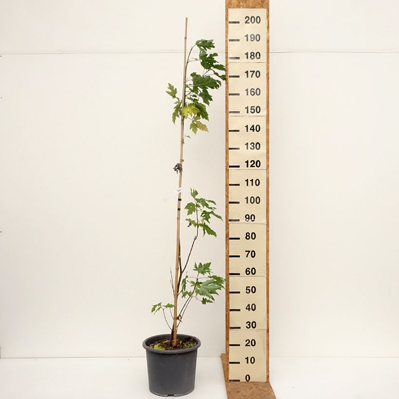 Esemplare di Acer saccharinum Pyramidale Vaso da 12L/15L come consegnato in autunno