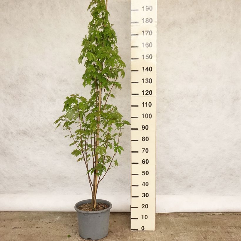Example of Acer saccharinum Pyramidale Vaso da 12L/15L as you get in printemps