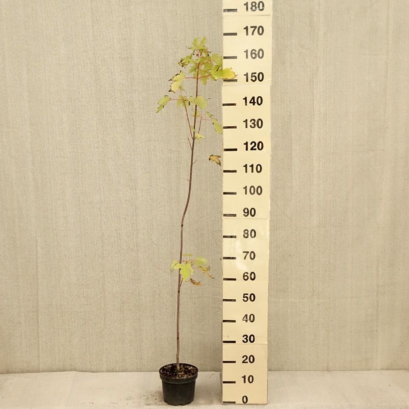 Esemplare di Acer saccharinum Pyramidale Vaso da 3L/4L come consegnato in autunno