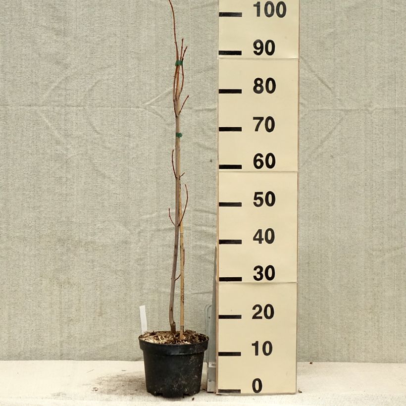 Example of Acer saccharinum Pyramidale Vaso da 3L/4L as you get in printemps