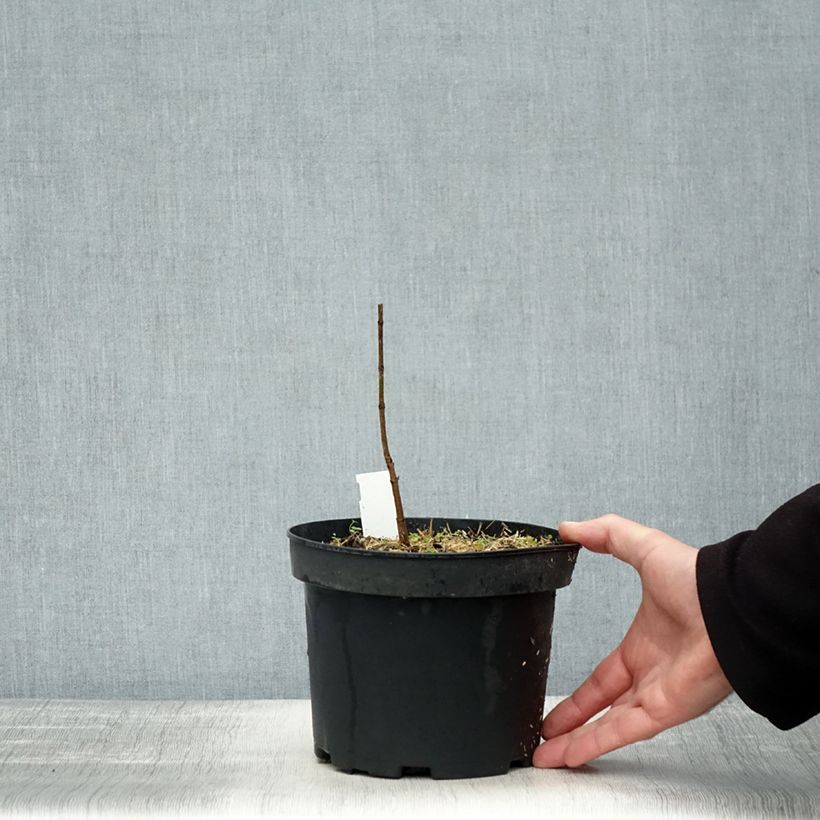 Example of Acer saccharum Vaso da 3L/4L as you get in automne