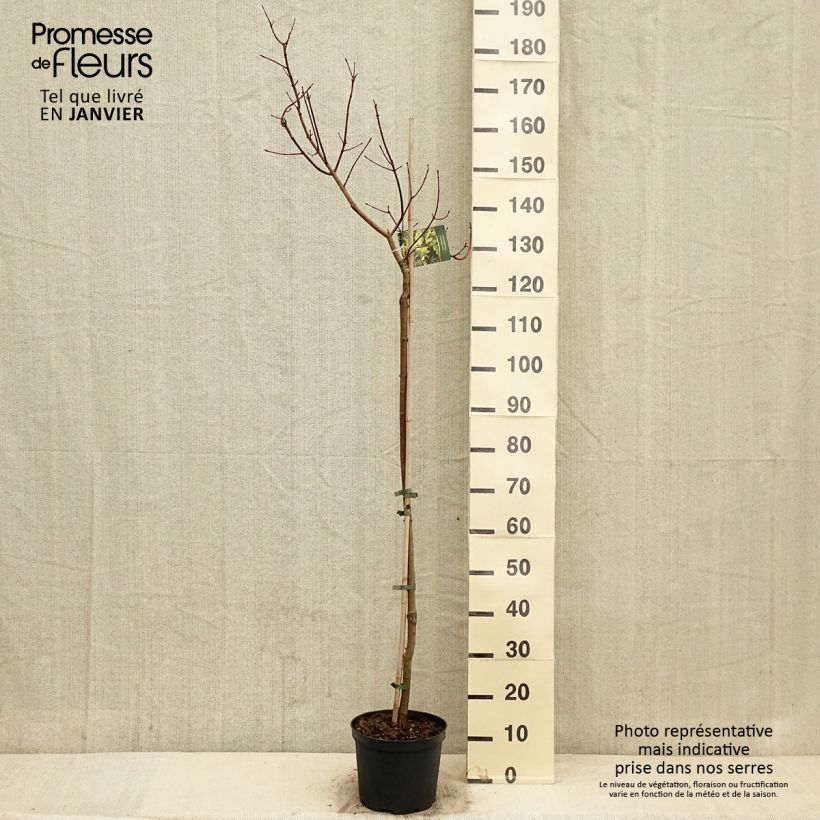 Acer truncatum Akikaze-nishiki Vaso da 4L/5L, Vaso impalcato esemplare consegnato in inverno