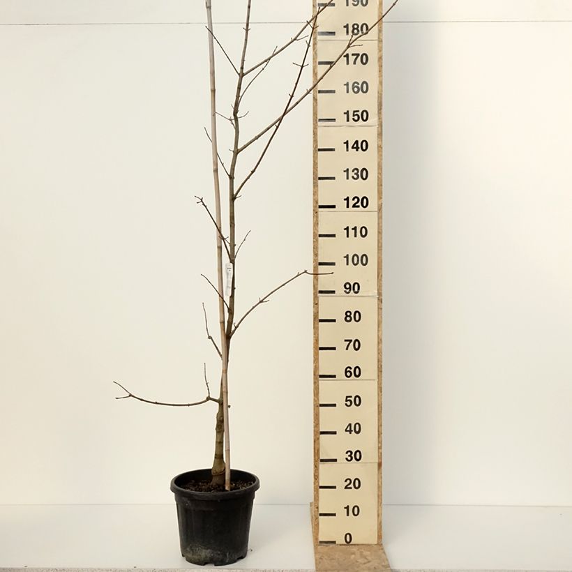 Example of Acer x zoeschense  Annae - Acero  Vaso da 12L/15L as you get in hiver