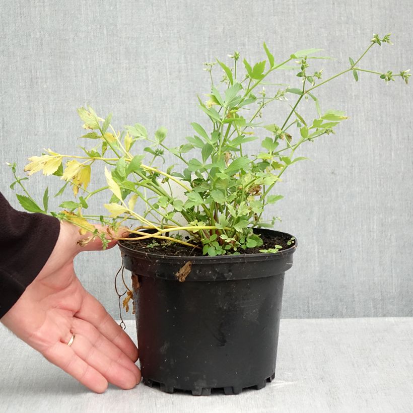 Esemplare di Levisticum officinale - Levistico Vaso da 2L/3L come consegnato in autunno
