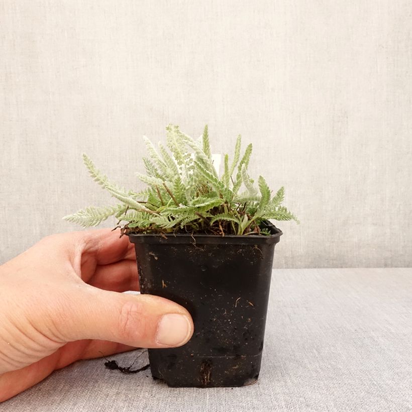 Example of Achillea clypeolata Vasetto da 8/9 cm as you get in printemps
