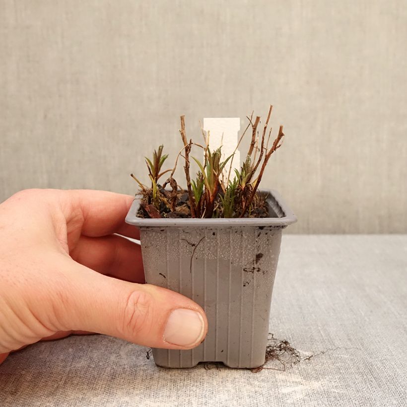 Example of Achillea ptarmica Boule de Neige Vasetto da 8/9 cm as you get in hiver