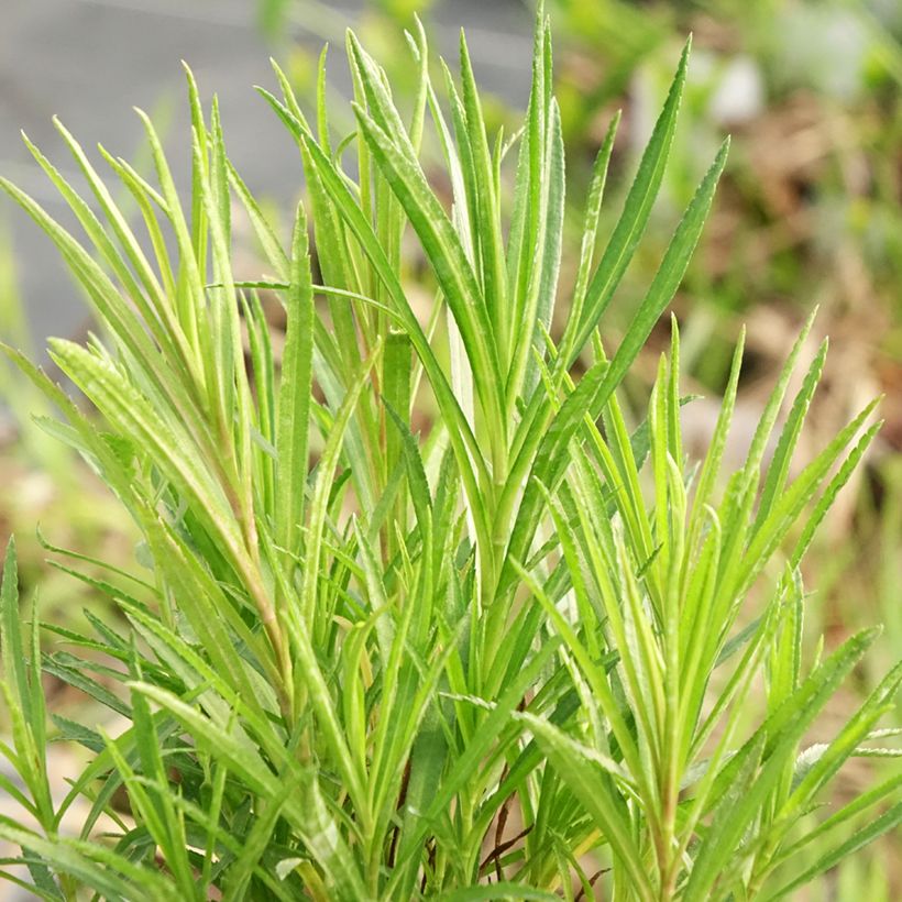Achillea ptarmica (Foliage)