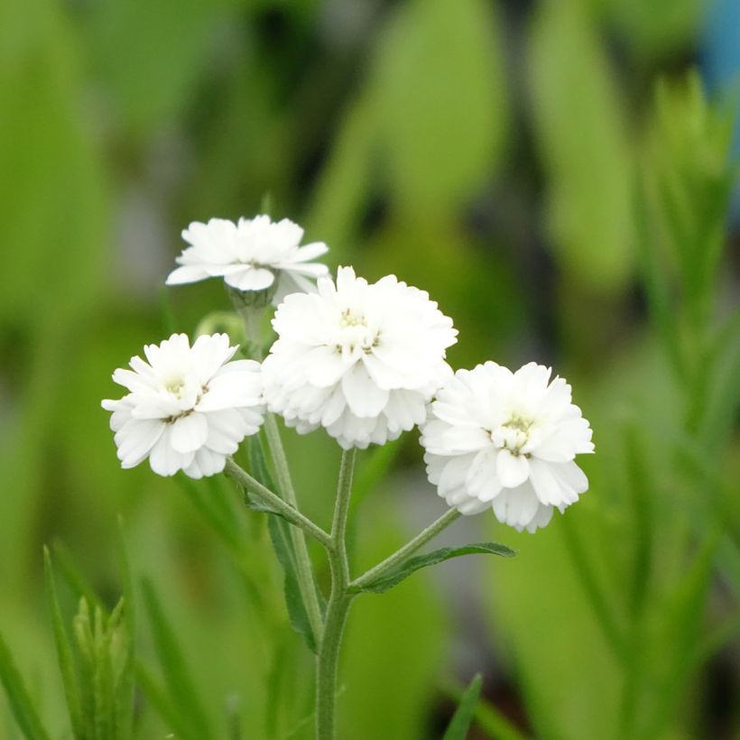 Achillea ptarmica (Flowering)