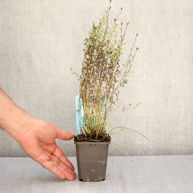 Esemplare di Achillea ptarmica Vasetto da 8/9 cm come consegnato in autunno