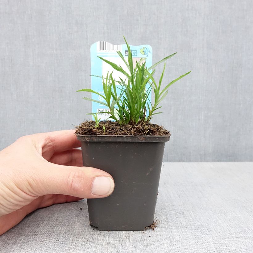 Example of Achillea ptarmica Vasetto da 8/9 cm as you get in printemps