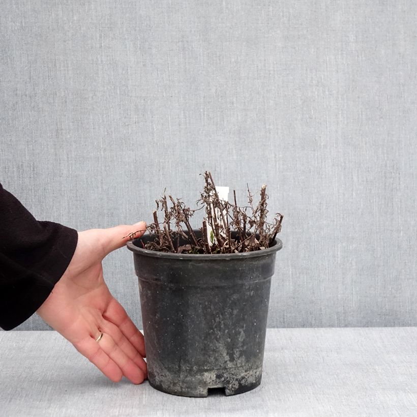 Achillea ptarmica Diadem Vaso da 2L/3L esemplare consegnato in inverno