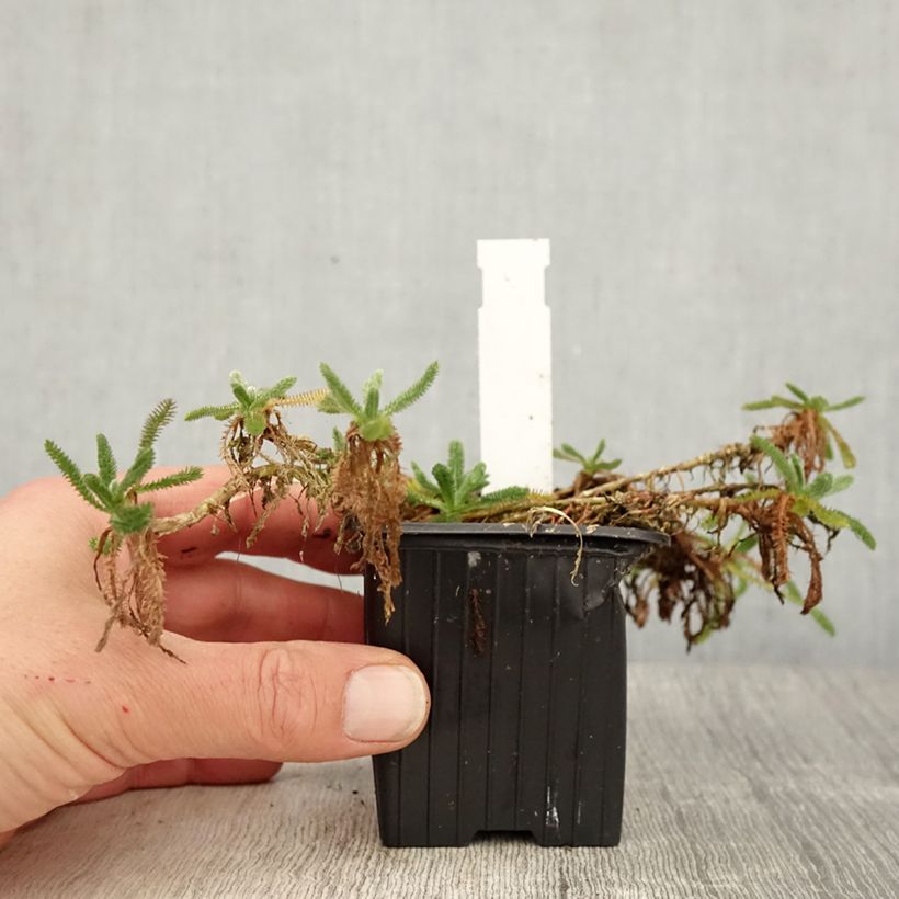 Example of Achillea tomentosa Aurea - Millefoglio giallo Vasetto da 8/9 cm as you get in printemps
