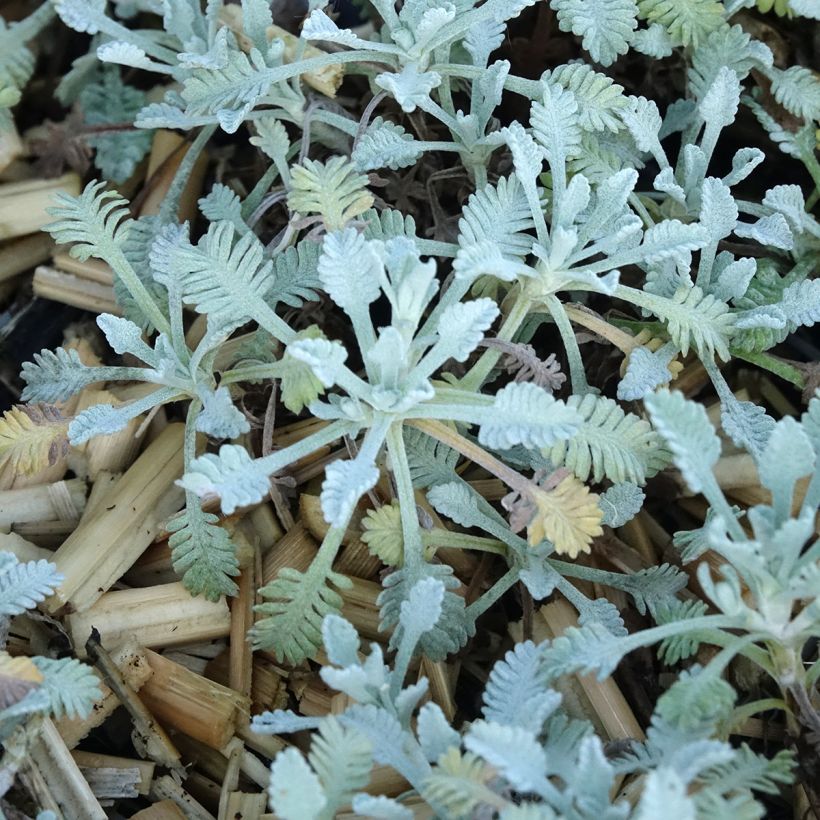 Achillea umbellata (Fogliame)