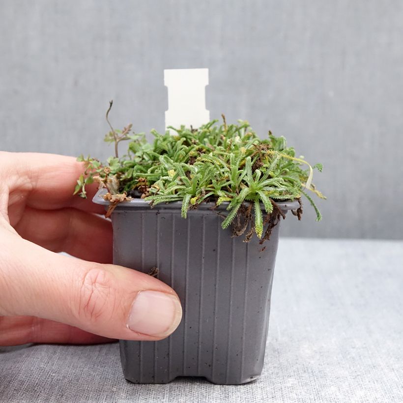 Achillea King Edward Vasetto da 8/9 cm esemplare consegnato in inverno