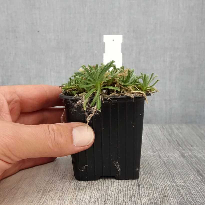 Example of Achillea King Edward Vasetto da 8/9 cm as you get in printemps