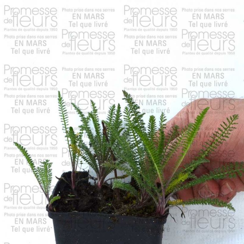 Esempio di esemplare Achillea millefolium Chamois Vasetto da 8/9 cm come consegnato