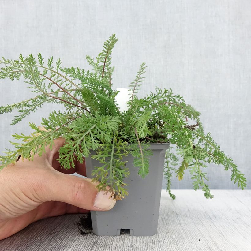 Esemplare di Achillée millefeuille Cassis - Achillea millefolium Godet de 8/9 cm come consegnato in autunno